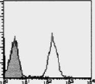 AM26473FC-N - CD184 / CXCR4