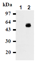 AM26478AF-N - CD274 / PDL1
