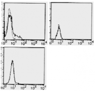 AM26478AF-N - CD274 / PDL1