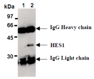 AM26480AF-N - ES1 protein homolog