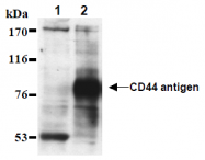 AM26486AF-N - CD44