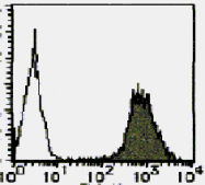 AM26486FC-N - CD44