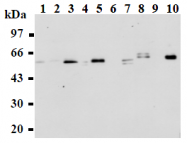 AM26490AF-N - ABI1 / SSH3BP1