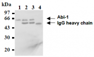 AM26490AF-N - ABI1 / SSH3BP1