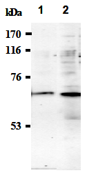 AM26493AF-N - Synaptotagmin-1