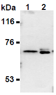 AM26494AF-N - Synaptotagmin-2