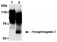 AM26494AF-N - Synaptotagmin-2