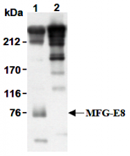 AM26495AF-N - Lactadherin