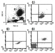 AM26496AF-N - Cytochrome b-245 light chain