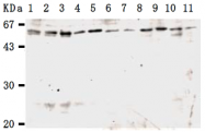 AM26501AF-N - KPNA3 / Importin alpha-3
