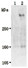 AM26509AF-N - Stabilin 2 / STAB2