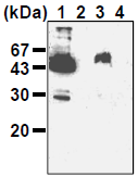 AM26513AF-N - Podoplanin