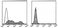 AM26513FC-N - Podoplanin