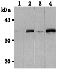 AM26518AF-N - CD257 / BAFF