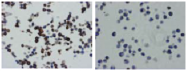 AM26518AF-N - CD257 / BAFF