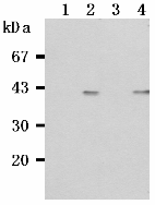 AM26519AF-N - CD268 / BAFFR