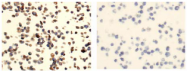 AM26519AF-N - CD268 / BAFFR