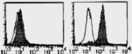 AM26522AF-N - CD284 / TLR4