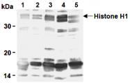 AM26524AF-N - Histone H1.0
