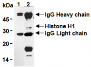 AM26524AF-N - Histone H1.0