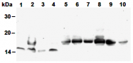 AM26525AF-N - Histone H4