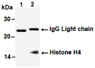 AM26525AF-N - Histone H4
