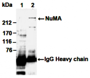 AM26526AF-N - NuMA