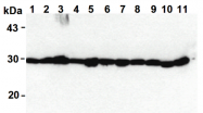 AM26530AF-N - PSME1