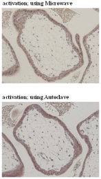 AM26531AF-N - CD274 / PDL1