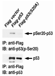 AM26536AF-S - TP53 / p53