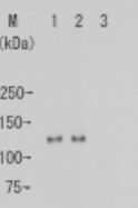 AM26543AF-S - Retinoblastoma-associated protein / RB1