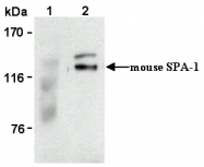 AM26545AF-N - SIPA1 / SPA1