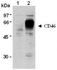 AM26547AF-N - CD46 / MCP