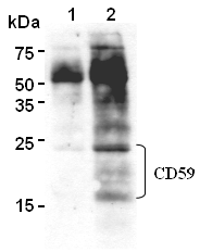 AM26551AF-N - CD59