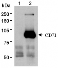 AM26552AF-N - CD71 / TFRC