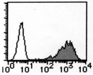 AM26553AF-N - CD98 / SLC3A2
