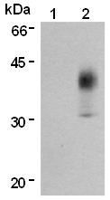 AM26554AF-N - CD298 / ATP1B3