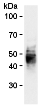 AM26556AF-N - CD63