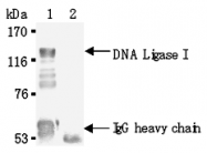 AM26565AF-N - DNA ligase 1