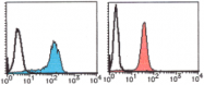 AM26565AF-N - DNA ligase 1