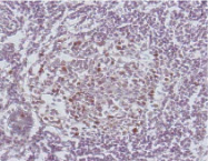 AM26565AF-N - DNA ligase 1