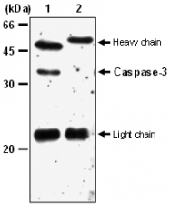 AM26566AF-N - Caspase-3