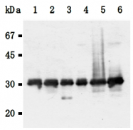 AM26569AF-N - 14-3-3 protein gamma