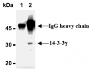 AM26569AF-N - 14-3-3 protein gamma