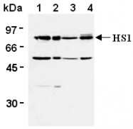 AM26574AF-N - HCLS1