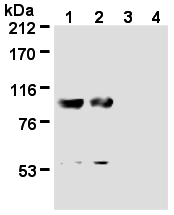 AM26580AF-N - Nucleolin