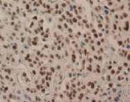 AM26580AF-N - Nucleolin