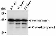 AM26585AF-N - Caspase-4