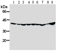 AM26593AF-N - DNAJB1 / HSP40
