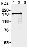 AM26595AF-N - TOP2A